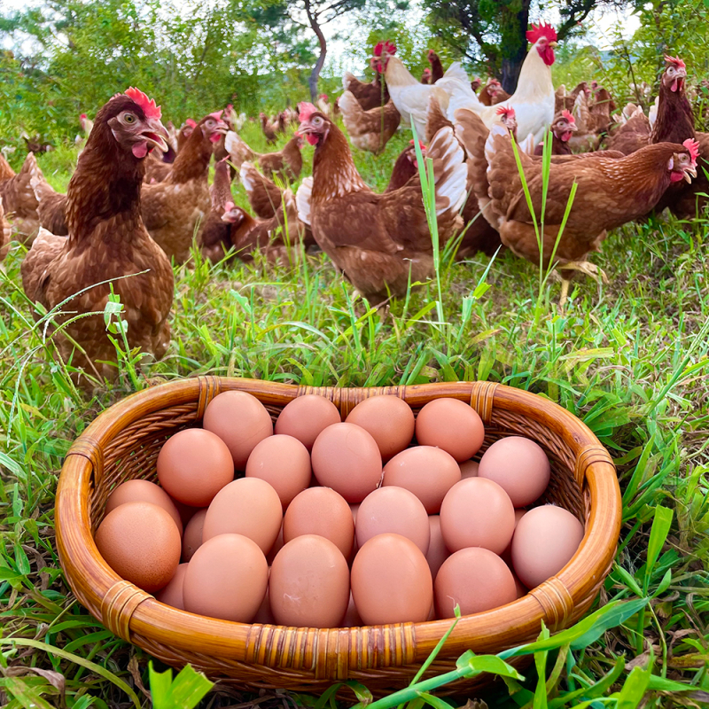 첨부된 이미지파일